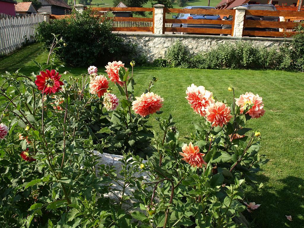 Erdély_2008_116.jpg - virágok.