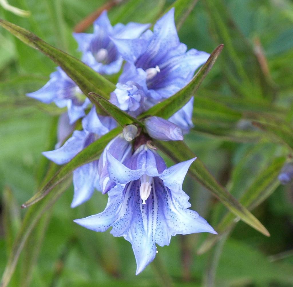 Erdély_2008_126.jpg - virág.