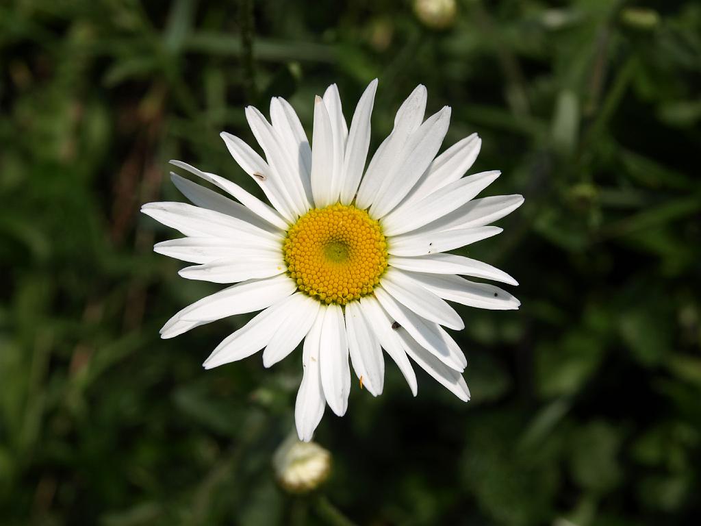 Erdély_2008_152.jpg - virág.