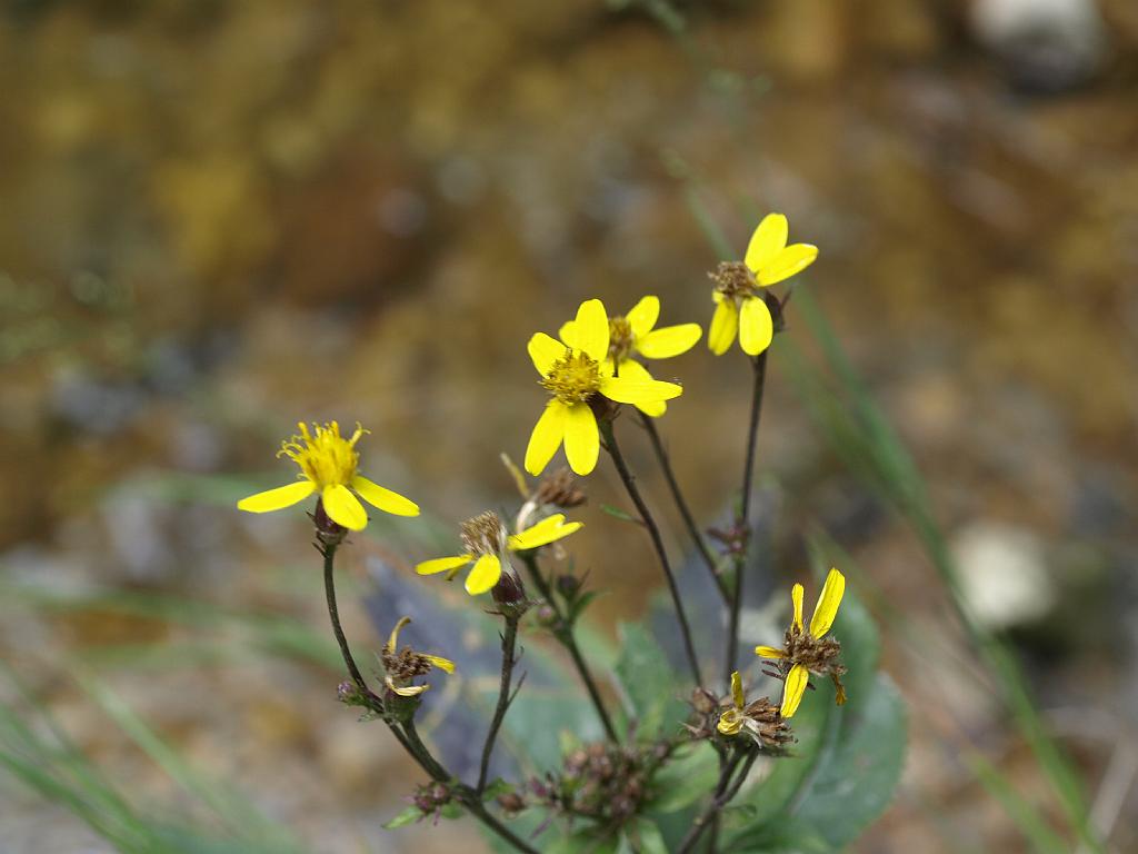 Erdély_2008_198.jpg - virág.