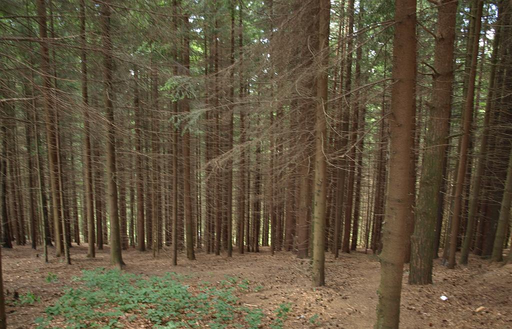 Erdély_2008_233.jpg - fenyves a tó partján.