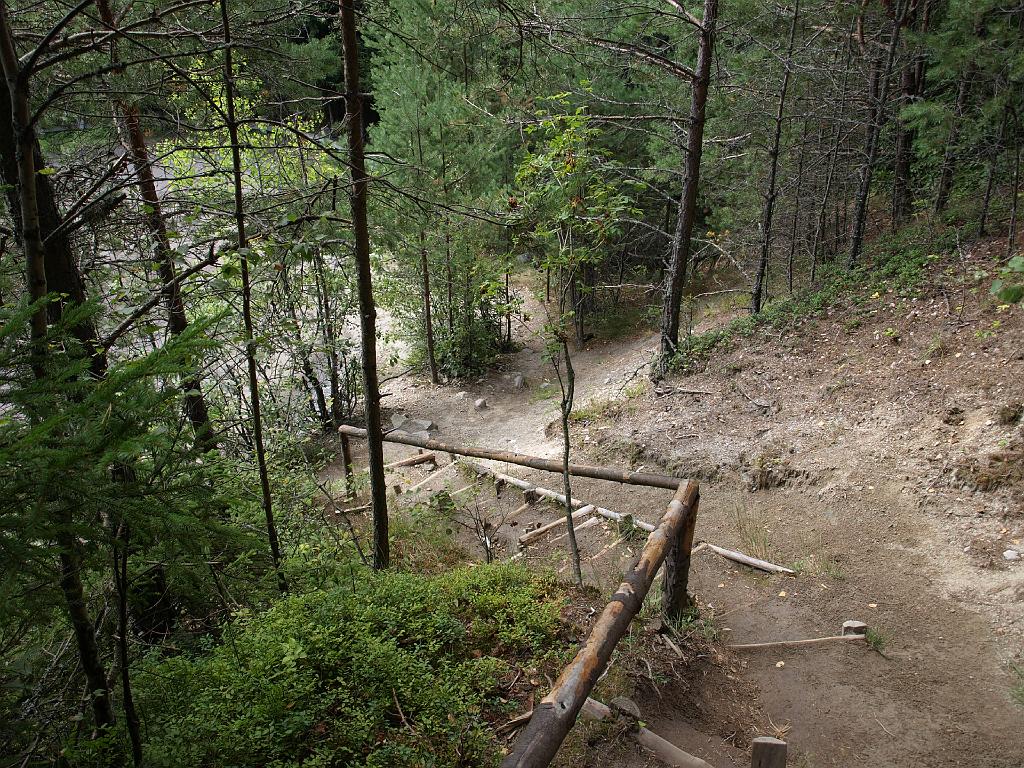 Erdély_2008_234.jpg - fenyves a tó partján.