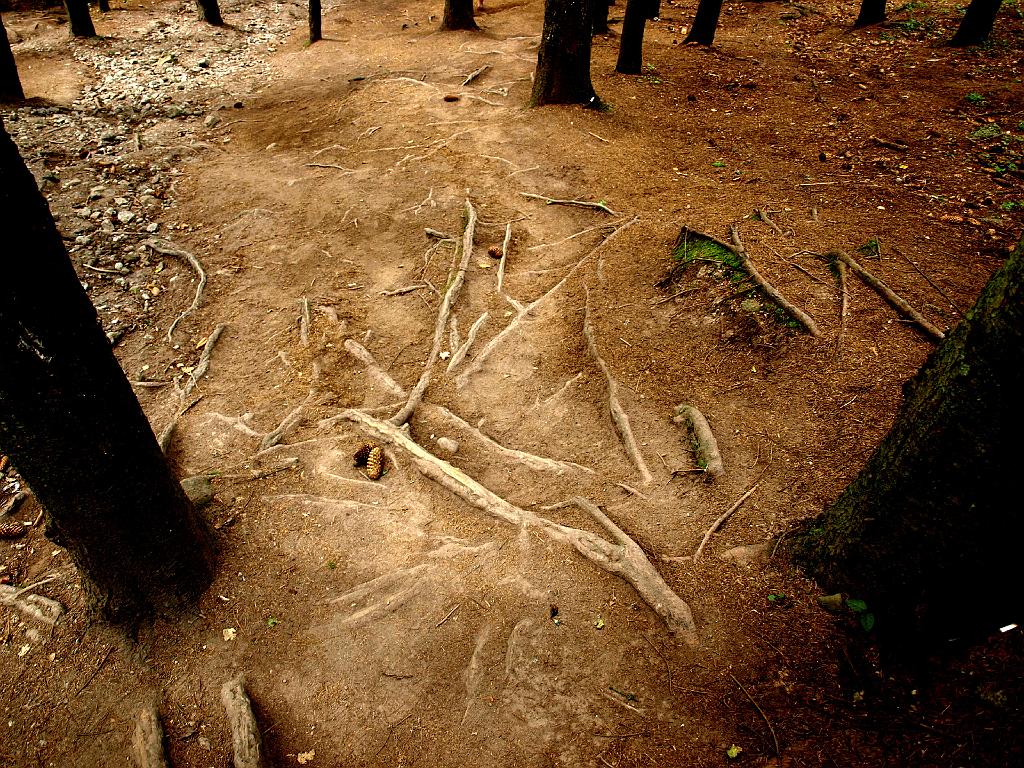 Erdély_2008_238.jpg - az úti gyökerek.