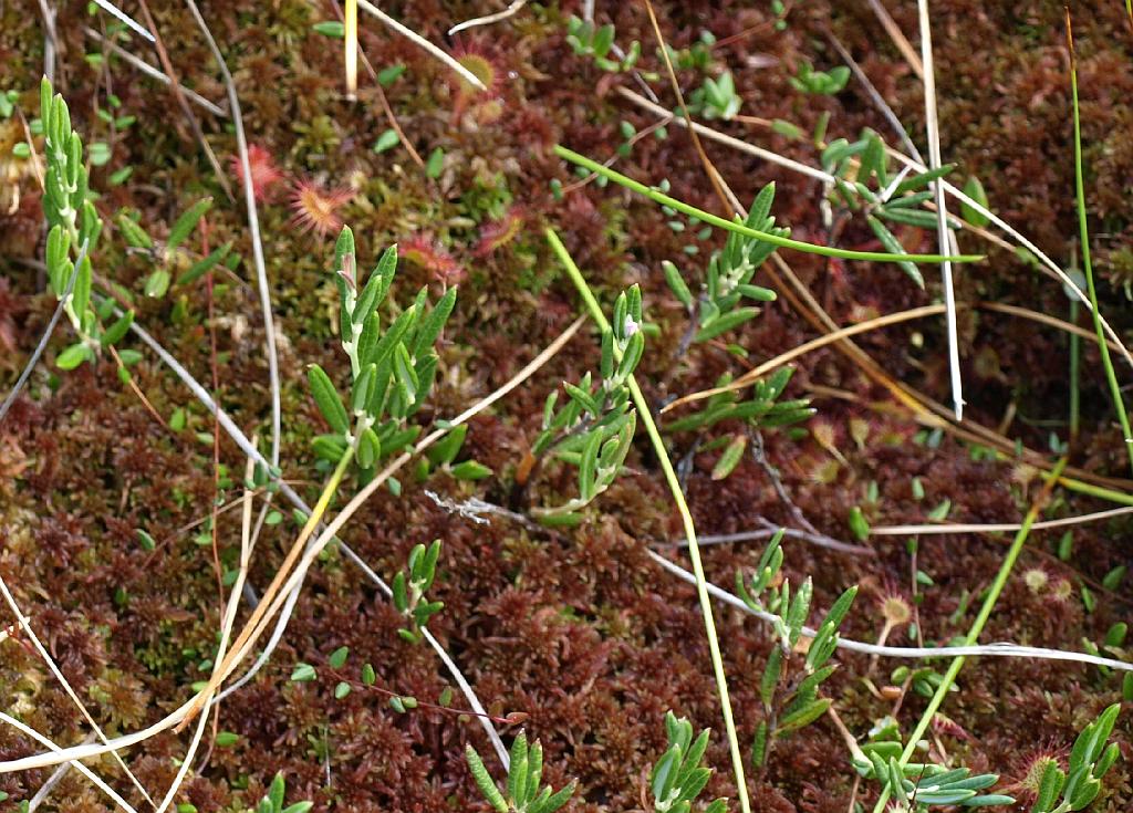 Erdély_2008_269.jpg - moha és a húsevő.