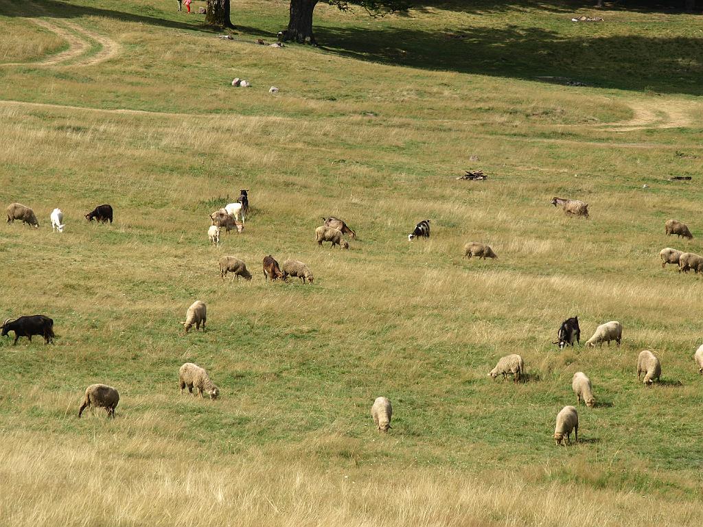 Erdély_2008_275.jpg - itt meg a birkák kajálnak.