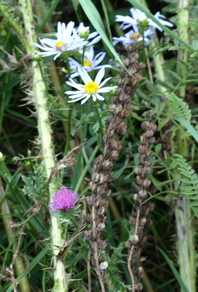 Erdély_2008_289.jpg - virágok.