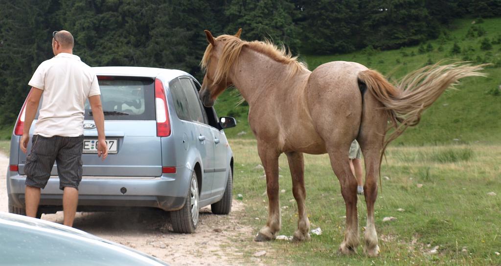 p7250987.jpg - ez a mutáns rászokott az autókra és a Peti Fordjának a tetejét kezdte el harapdálni.