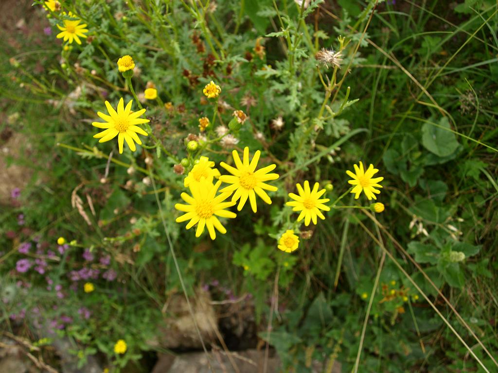 p7251001.jpg - elindultunk szerencsét próbálni a Csodavár felé és közben csodálatos virágokat láttam.