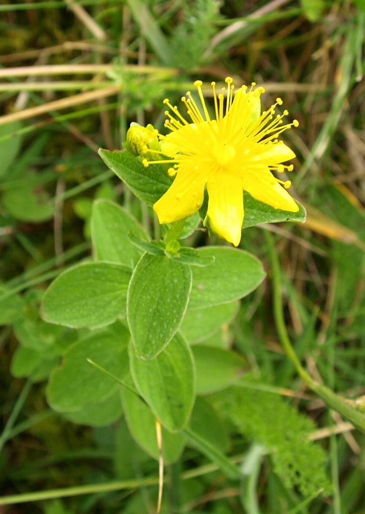 p7251003.jpg - virágok...