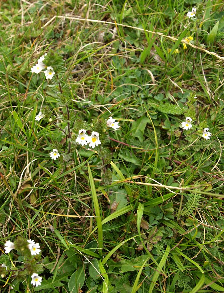 p7251006.jpg - virágok...