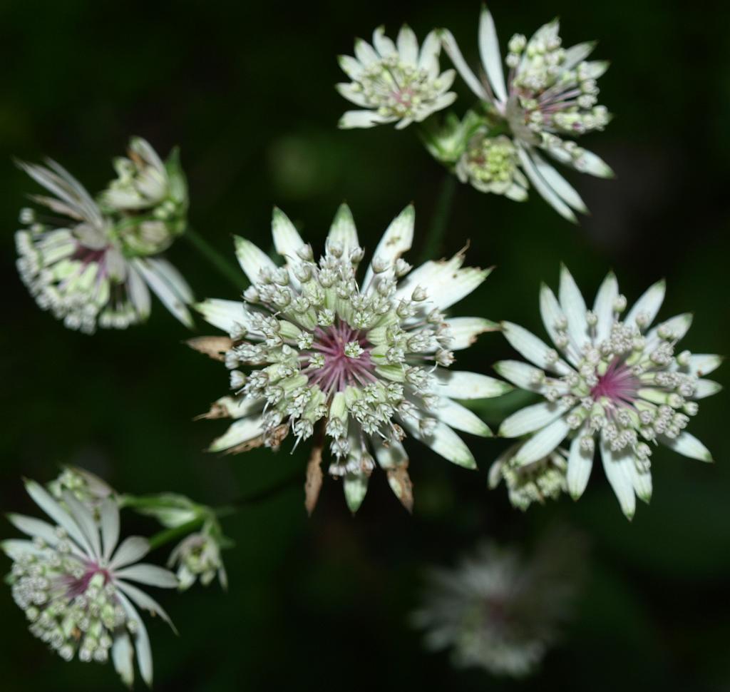 p7251108.jpg - ezt nem ismerem.