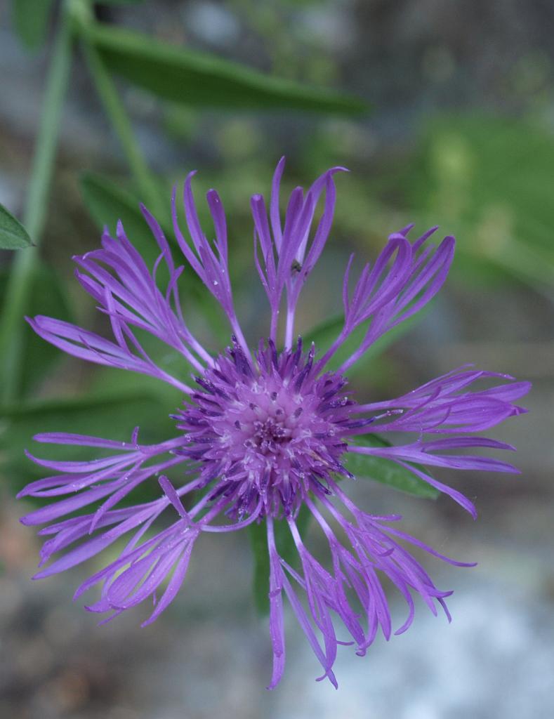 p7261254.jpg - kék virág.