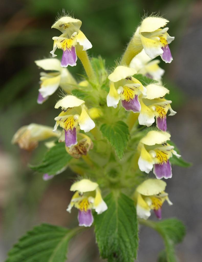 p7261402.jpg - újabb virág.