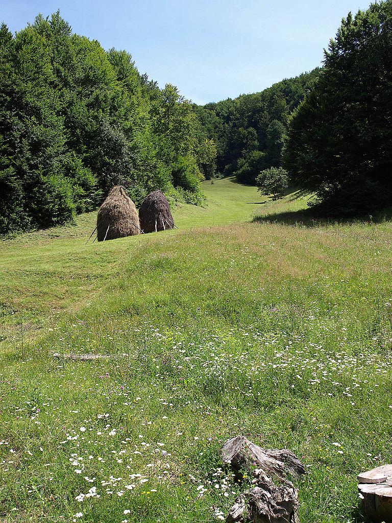 p7271651.jpg - itt meg sok- sok virág egy nyiladékban.