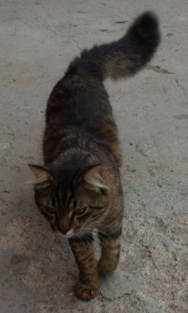 114.JPG - Egy igazi vastagfarkú őrmacska!