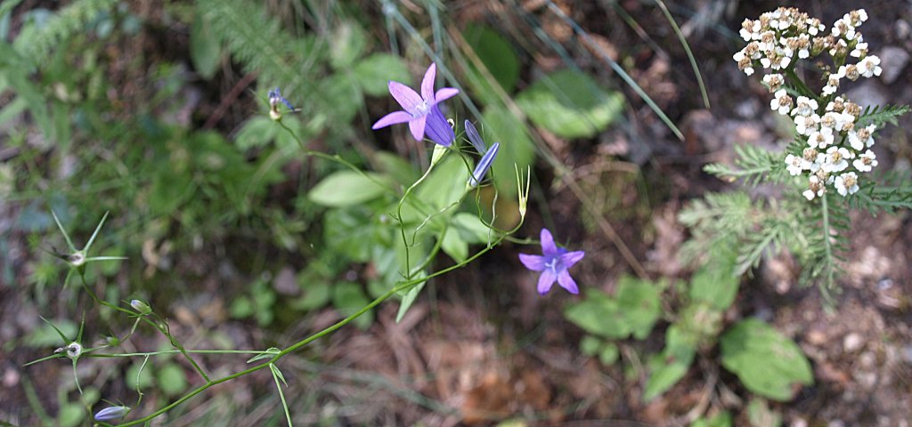 25.jpg - Útmenti virágok.