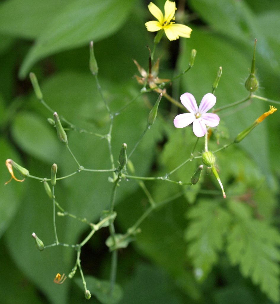 96.JPG - Egy másik.